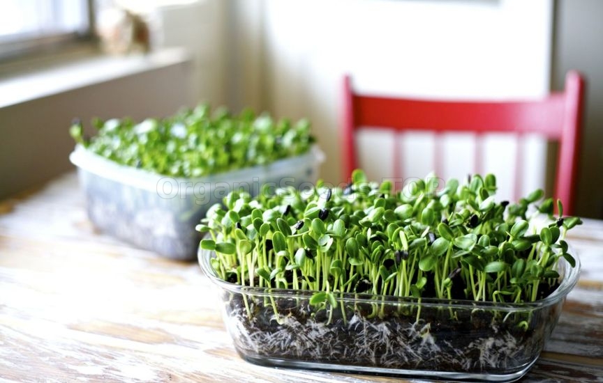 Microgreens: Health Benefits and Nutrition Facts