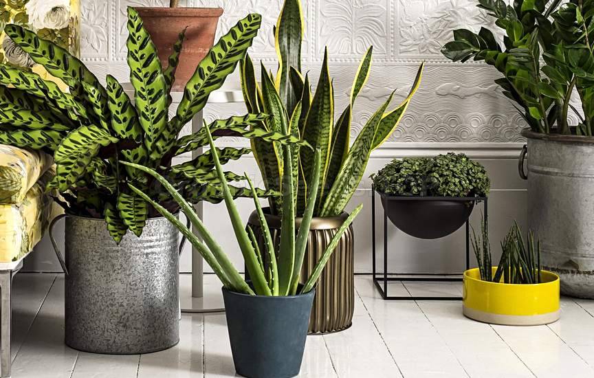 Which Houseplants Are Best for Cleaning the Air?