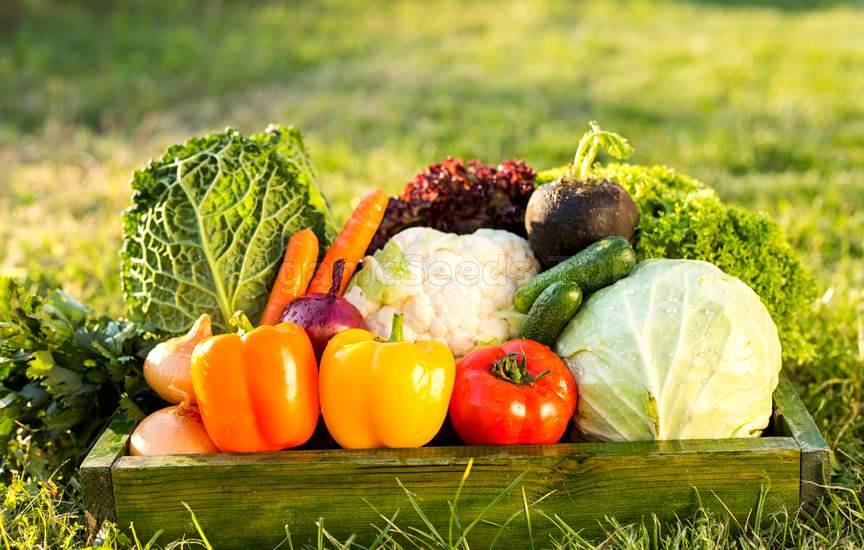 16 Tips to Get an Organic Vegetable Garden