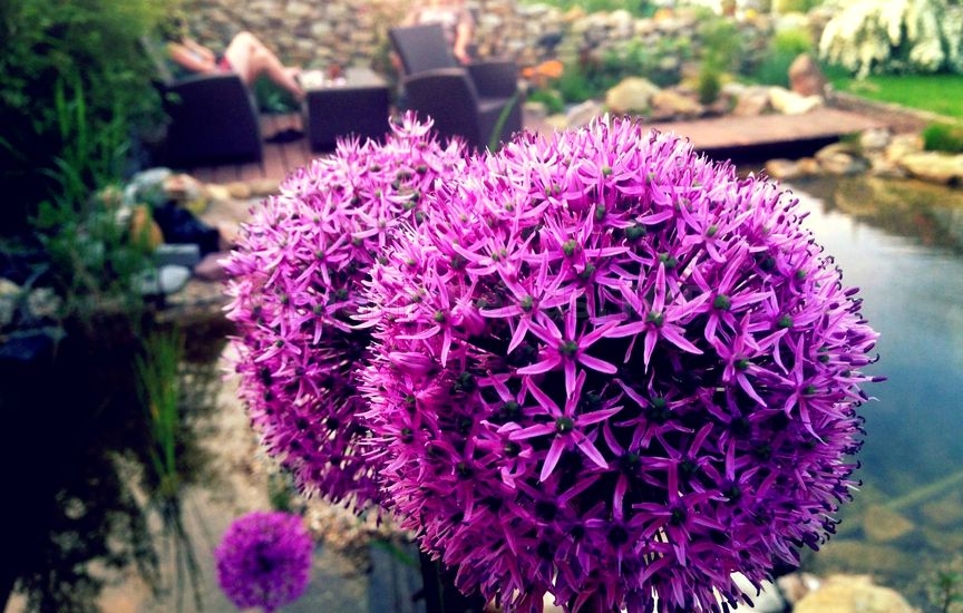 Allium – How to Plant and Grow