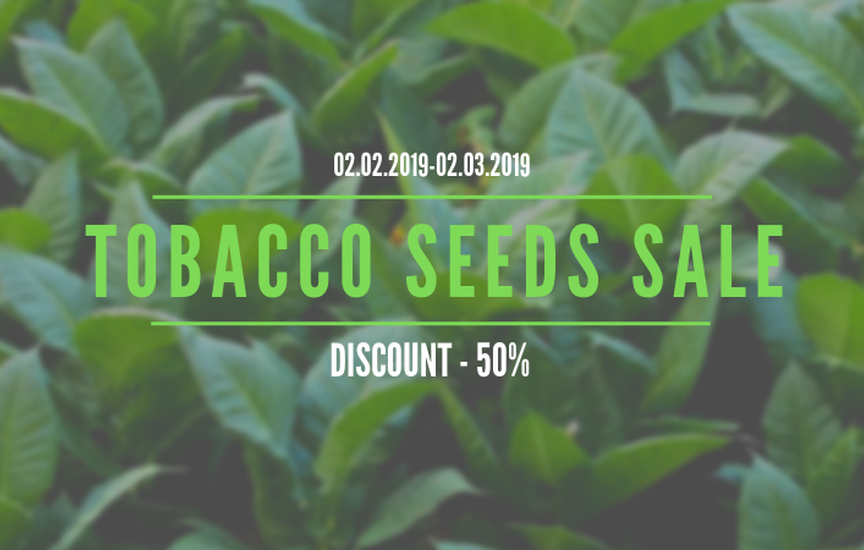 Tobacco Seeds Sale
