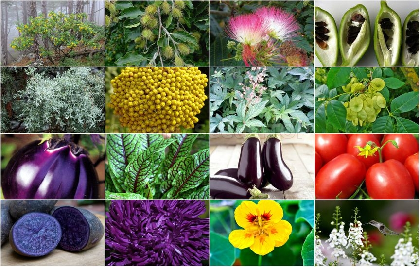 Novelties of heirloom seeds for the fourth week of January 2018