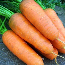 «Olenka» - Organic Carrot seeds