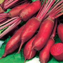 «Rival» - Organic Beetroot Seeds