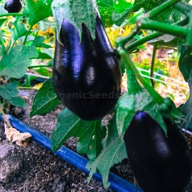 «Black Beauty» - Organic Eggplant Seeds