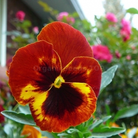 «Flame» - Organic Viola Seeds