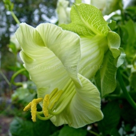 «White» - Organic Cobaea Seeds