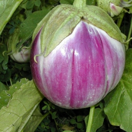 «Globe» - Organic Eggplant Seeds