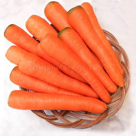 «Long red» - Organic Carrot Seeds