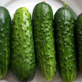 «Shruby» - Organic Cucumber Seeds