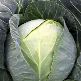 «Dita» - Organic Cabbage Seeds