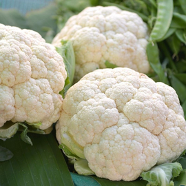 «Rober» - Organic Cauliflower seeds