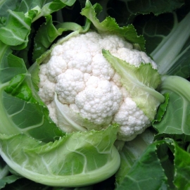 «Fjuerte» - Organic Cauliflower Seeds