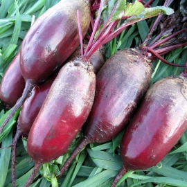 «Vital» - Organic Beetroot Seeds