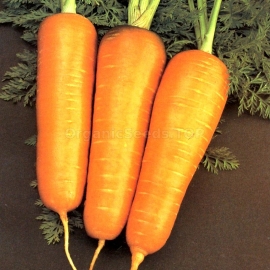 «Chantenay Red» - Organic Carrot Seeds