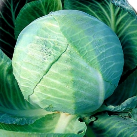 «Amager» - Organic Cabbage Seeds