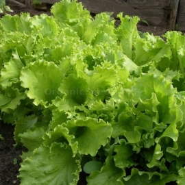 «Odessa kucheryavets» - Organic Salad Seeds