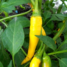 «Spice Boyz» - Organic Hot Pepper Seeds