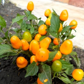 «Orange Wonder» - Organic Hot Pepper Seeds