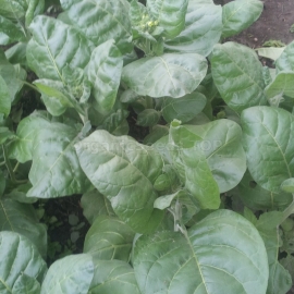 «Yelets» Heirloom Tobacco Seeds