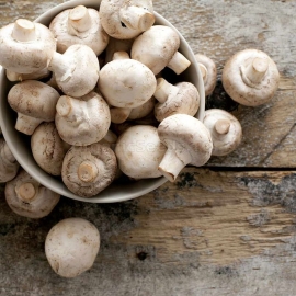 White Button Mushrooms / Agaricus macrocarpus - Organic Mushroom Dry Mycelium