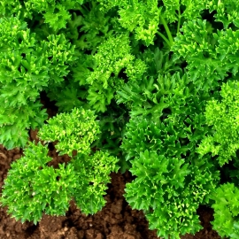 «Curled» - Organic Parsley Seeds