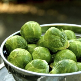 «Hercules» - Organic Brussels sprout Seeds