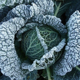«Verona Purple» - Organic Cabbage Seeds
