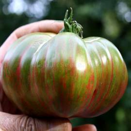 «Harvard Square» - Organic Tomato Seeds