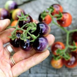 «Indigo Blue Berries» - Organic Tomato Seeds