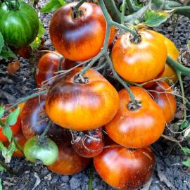 «P-20 + Beauty King» - Organic Tomato Seeds
