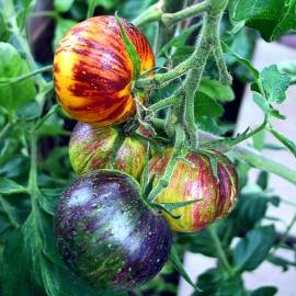 «Stripes Of Yore» - Organic Tomato Seeds