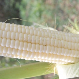 «Popcorn White» - Organic Corn Seeds