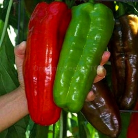 «Blush» - Organic Pepper Seeds