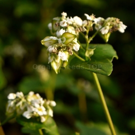 Organic Buckwheat Seeds (Fagopyrum esculentum)