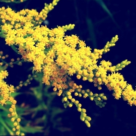 «Gold of the Incas» - Organic Canada Goldenrod Seeds