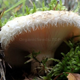 Milk Mushroom Real / Lactarius Resimus - Organic Mushroom's Dry Mycelium