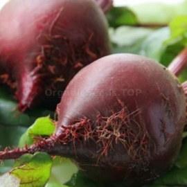 «Unparalleled» - Organic Beetroot Seeds