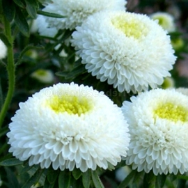 «Pompon White» - Organic Aster Seeds