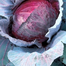 «Langedijk» - Organic Cabbage Seeds