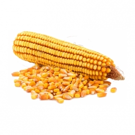 «Kadr 267MB» - Organic Corn Seeds