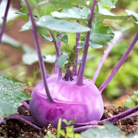 «Purple Vienna» - Organic Kohlrabi Seeds
