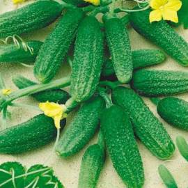 «Zasolochnyy» - Organic Cucumber Seeds
