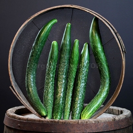 «Chinese Cold Resistant» - Organic Cucumber Seeds