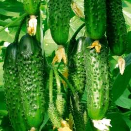 «Nadezhnyy» - Organic Cucumber Seeds