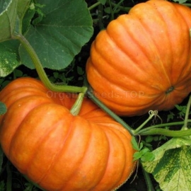 «Candy» - Organic Pumpkin Seeds