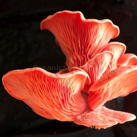Pink Oyster / Pleurotus djamor - Organic Mushroom's Dry Mycelium