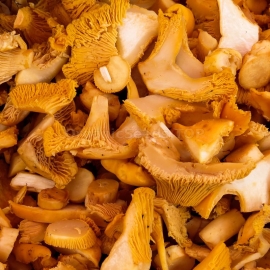 Chanterelle Mushrooms / Cantharellus - Organic Mushroom Dry Mycelium