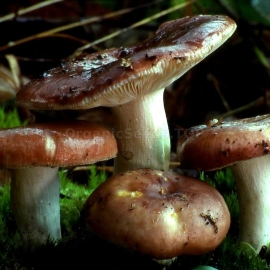 The Flirt / Russula Vesca - Organic Mushroom's Dry Mycelium
