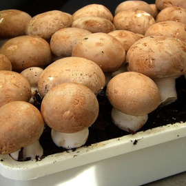 «Royal brown champignon» (Agaricus bisporus) - Organic Mushroom's Dry Mycelium